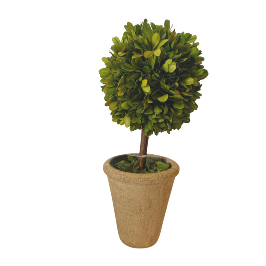 Small Topiary Preserved Plant